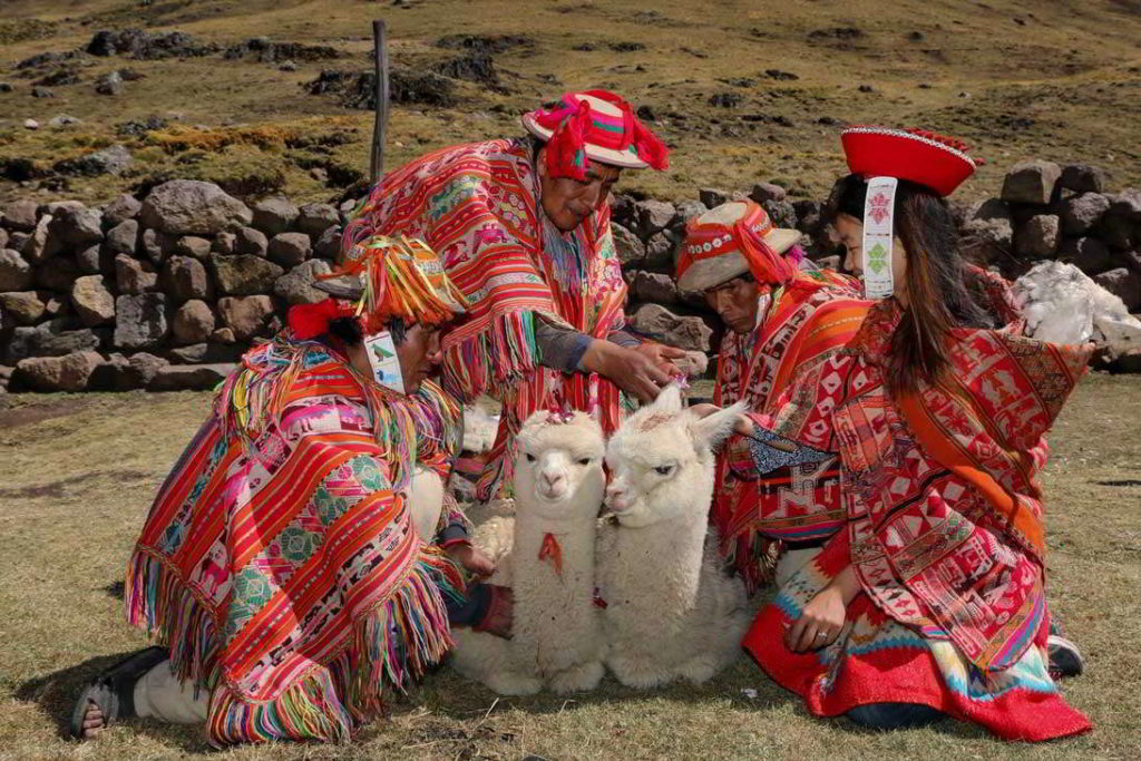 Alpaca Blessing ceremony, machu picchu tour