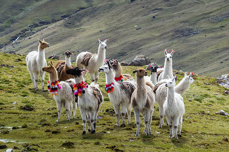 Llama Trek Photo Tour to Ollantaytambo – Machu Picchu Day 2