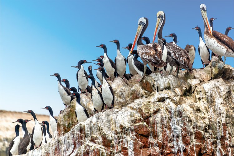Ballestas island Signature Peru Tour