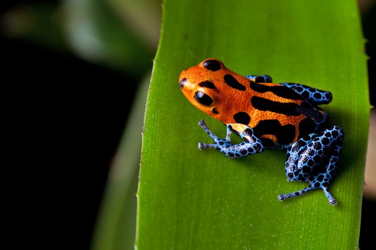Tambopata Explore Peru Tour