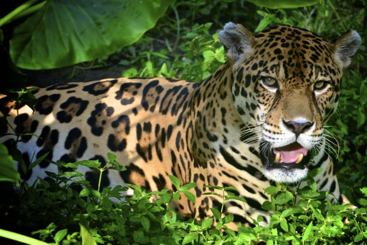 Tambopata Explore Peru Tour