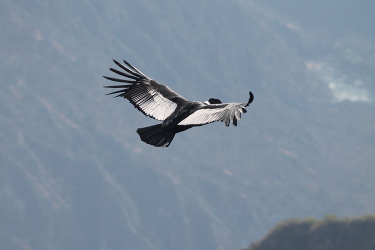 Andean Condor