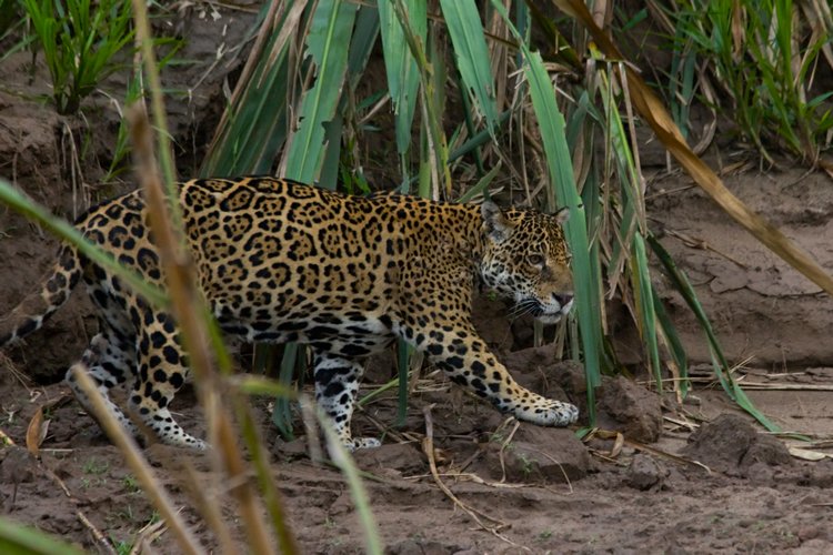 Jaguar Animals are likely to Encounter in The Peruvian Amazon
