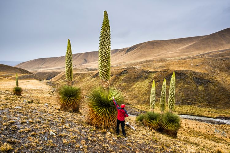 The Puya Raimondi