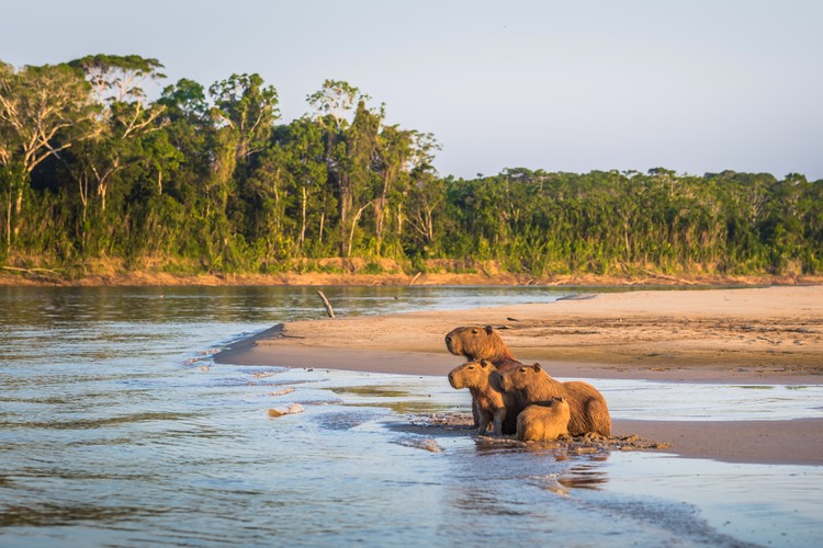 Manu National ParkTop Destinations for Sustainable Tourism