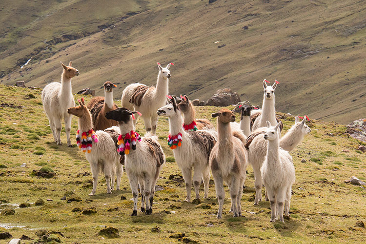 Peruvian Textile Industry