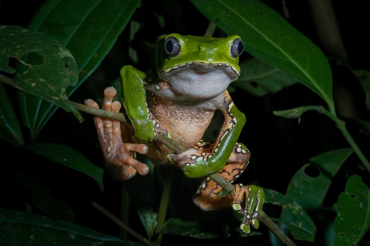 Rainforest Expeditions