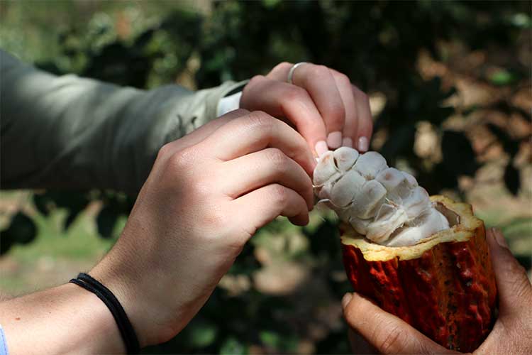 Cacao tour Peru, Cacao tour in Cusco, peru homestay experience, cultural homestay peru, homestay cusco,homestay sacred valley