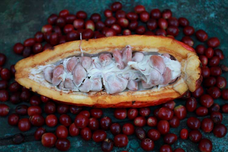 Cacao tour Peru, Cacao tour in Cusco, Huyro cacao tour, Homestay in Huyro, Sustainable tourism in Peru