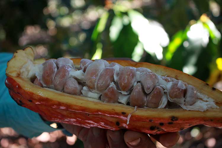 Cacao tours in Cusco, Amazonian cacao Peru, Andean cacao Cusco, Responsible tourism Peru