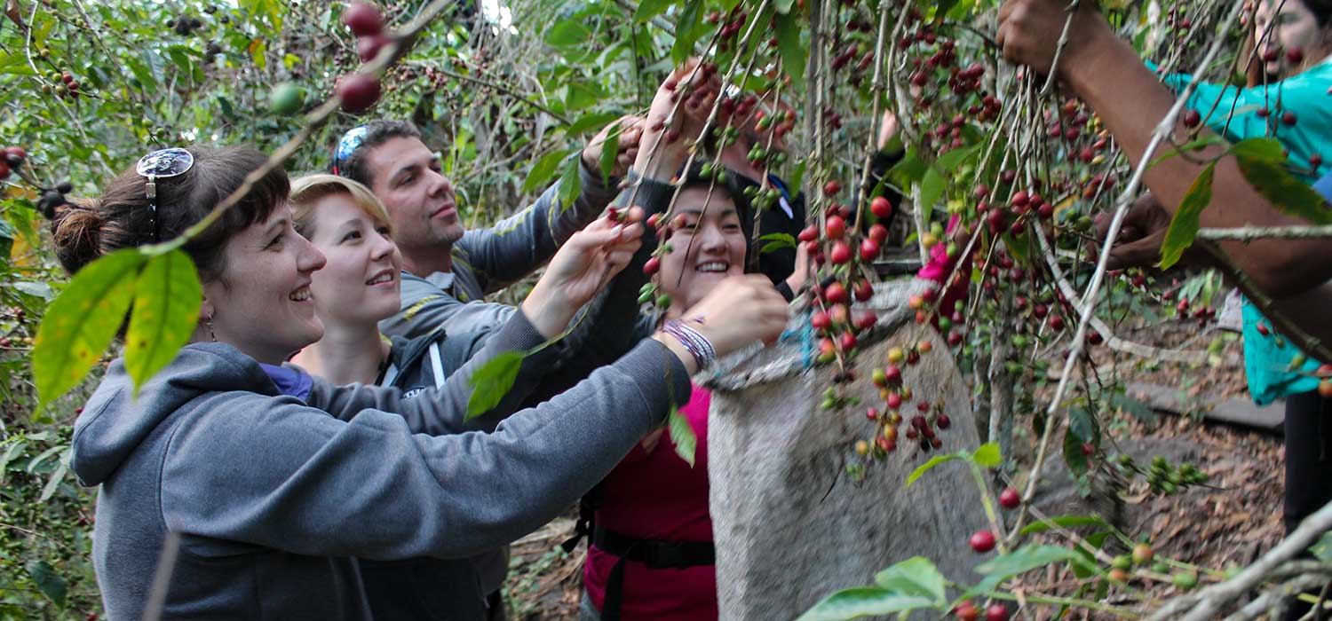 Visiting The Coffee Routes of Cusco! Sustainability from Seed to Cup