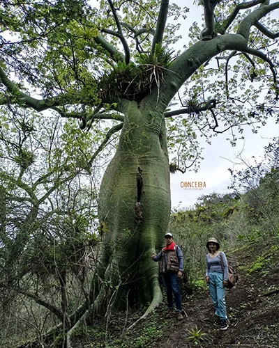 The Sacred Giant Ceiba Tree The Spiritual Tree of Life in Peru’s Rainforest Sacred giant ceiba tree rising above the tropical rainforest in Peru with massive roots and spiritual atmosphere
