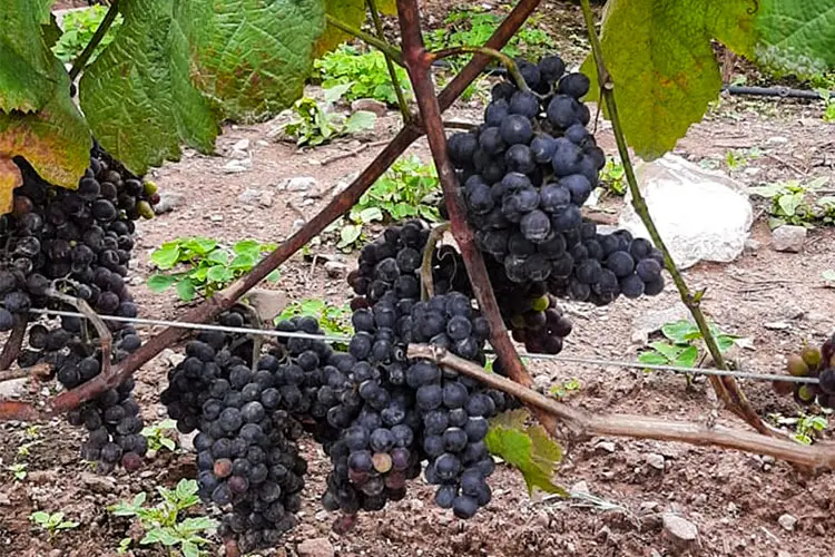 Grapes growing at high altitude in Cusco at Huayoccari Wine in the Sacred Valley of Peru.