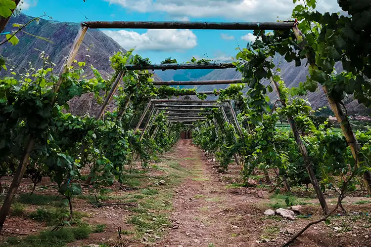 Grapes growing at high altitude at Huayoccari Wine in the Sacred Valley of Cusco, Peru.