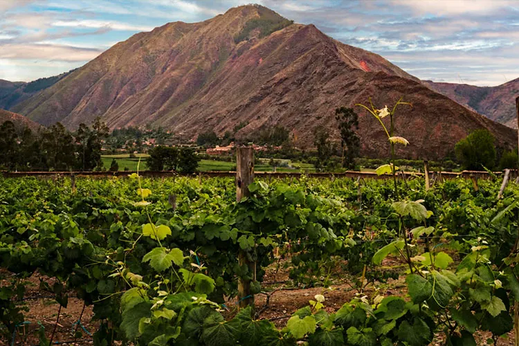 High-altitude wine in Cusco at Huayoccari Wine in the Sacred Valley, Peru.