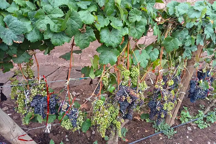 Huayoccari Vineyard in Huayllabamba, Sacred Valley, Cusco, Peru, surrounded by high-altitude Andean landscapes.